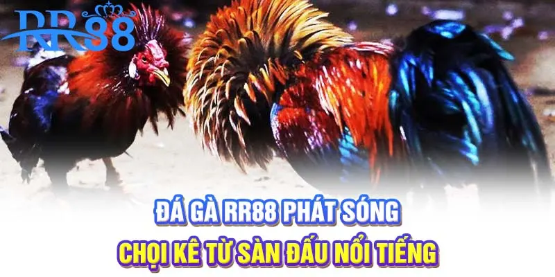 Đá gà RR88 phát sóng chọi kê từ sàn đấu nổi tiếng