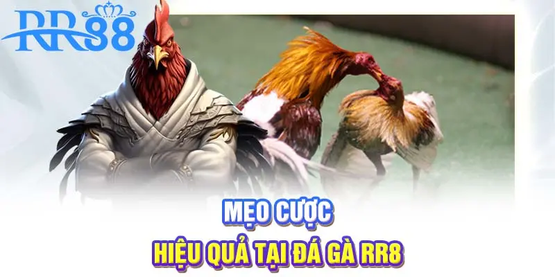 Mẹo cược hiệu quả tại Đá gà RR88